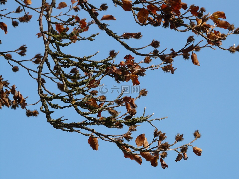 beechnut,瘦果,水果