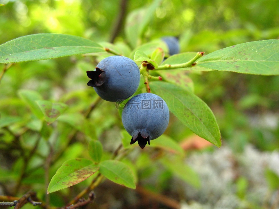 蓝莓,野生,植物