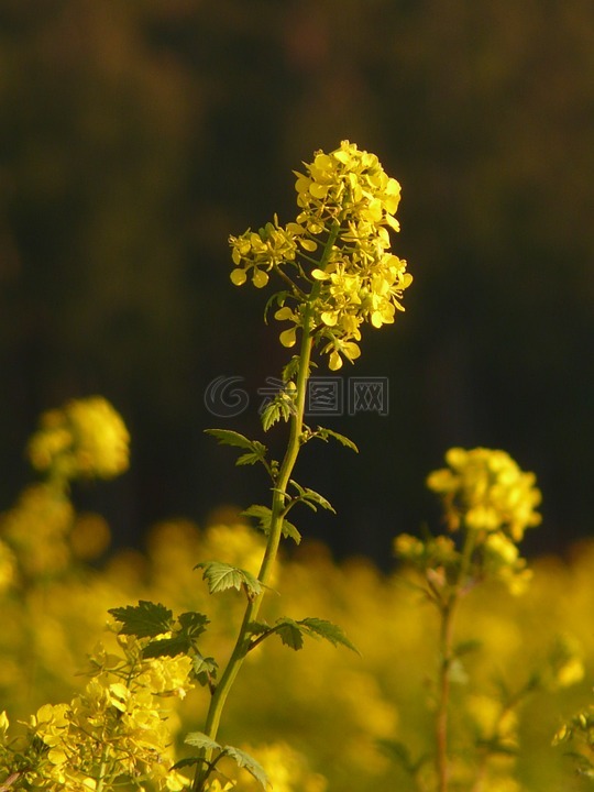 油菜,油菜籽场,开花