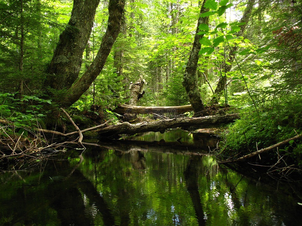 溪,森林,河