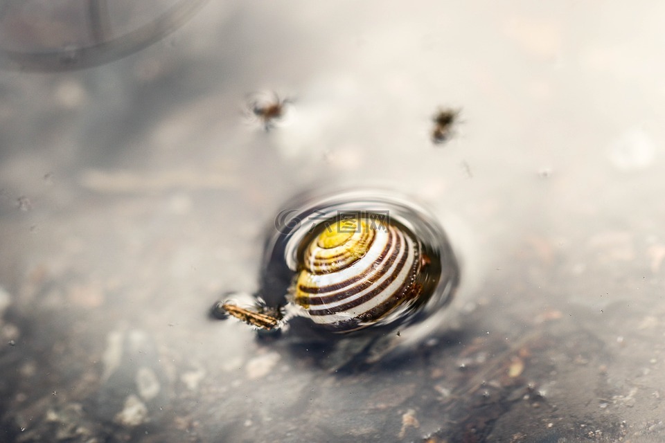蜗牛,水坑里,水