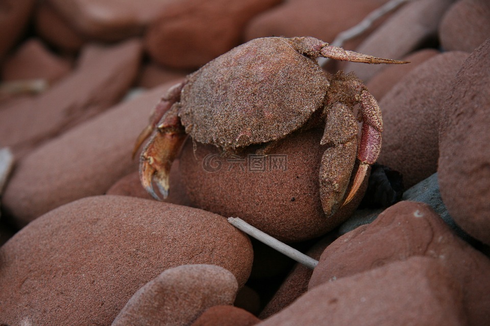 蟹,桑迪,海滩岩