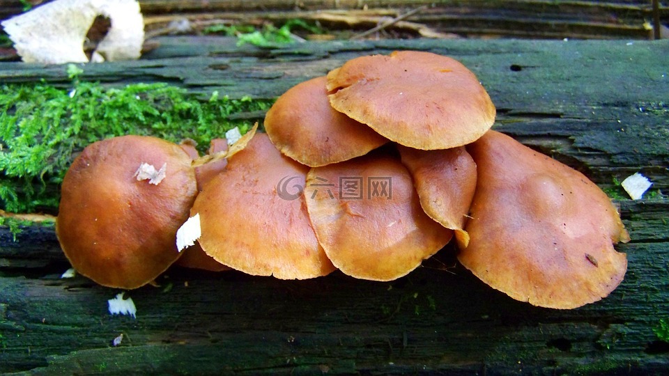 钢坯蘑菇,褐菇,性质