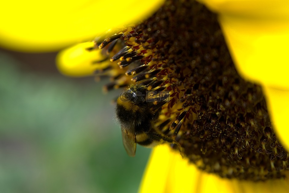 赫梅尔 太阳花 花粉高清图库素材免费下载 图片编号 六图网