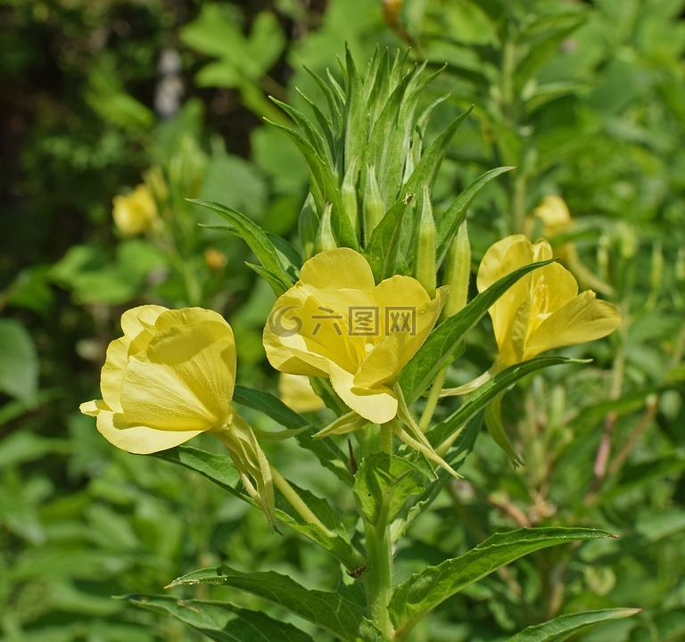 月见草,野花,开花