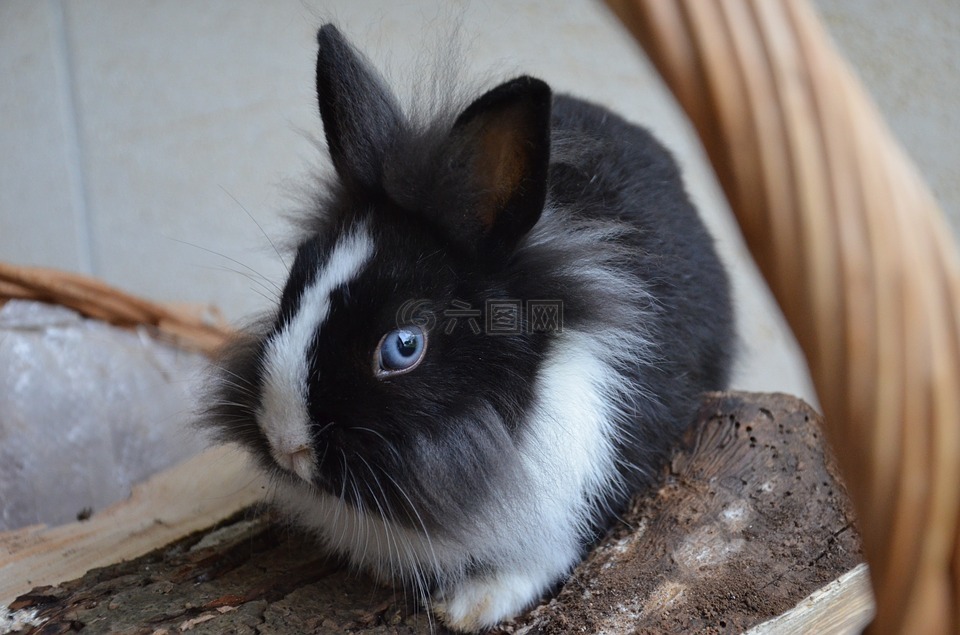 兔,小矮人,蓝色的眼睛