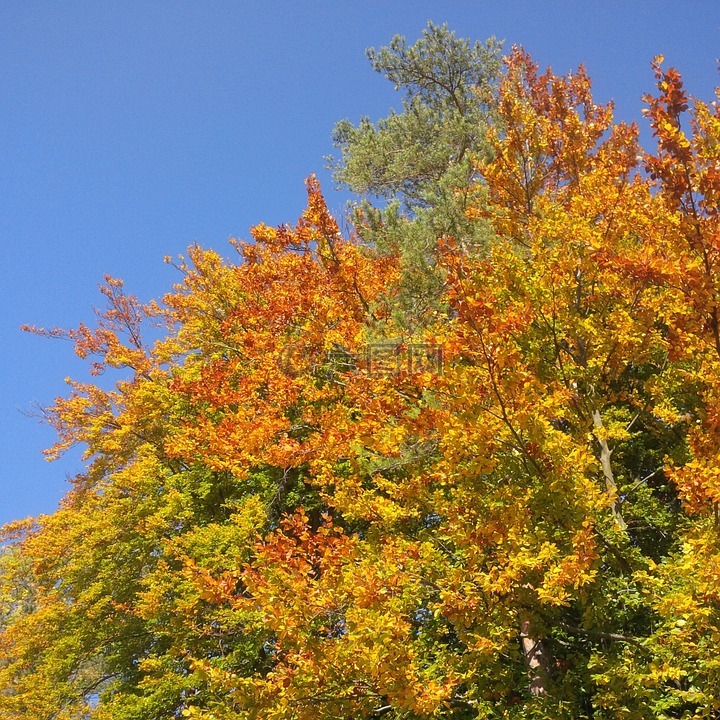 秋季,树,金色的秋天