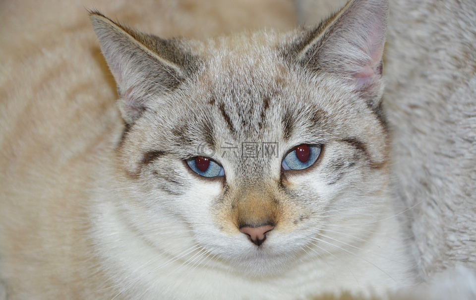 猫,年轻的猫的蓝眼睛,猫的眼睛