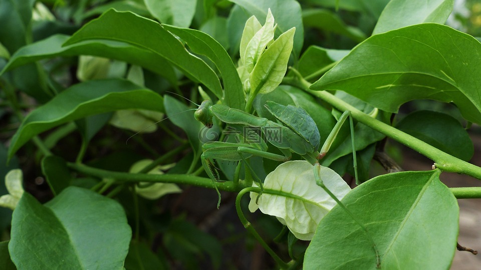 昆虫,螳螂,树枝