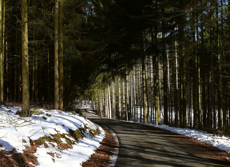 冬天,森林,森林路径
