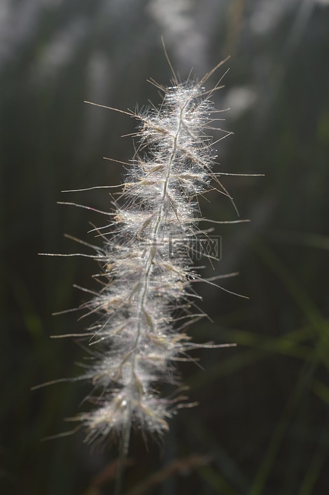 白,浅驼色,花