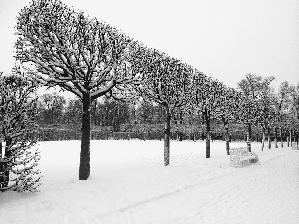 冬天,树,凯瑟琳宫