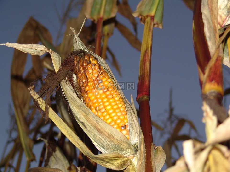 玉米,秋季,收获