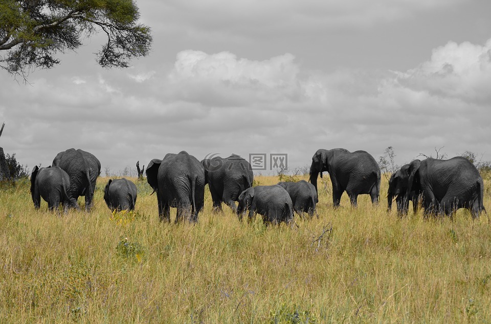 大象,坦桑尼亚,非洲