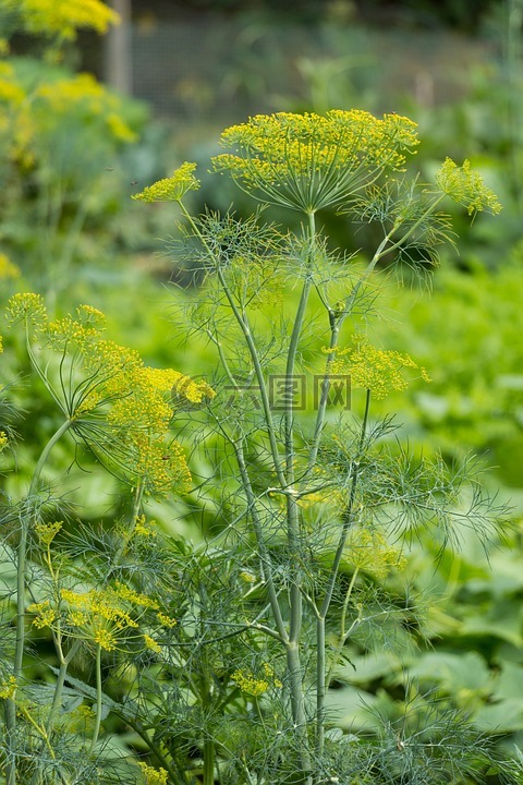 莳萝,草本植物,植物