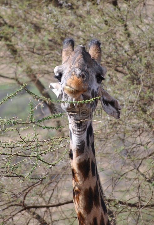 长颈鹿,塞伦盖蒂,非洲