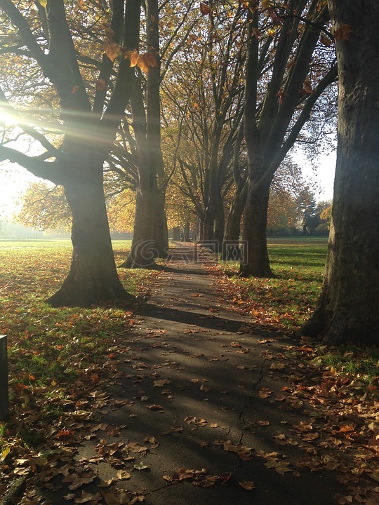 秋,路径,在公园里散步