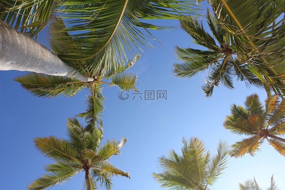 棕榈树,蓬塔卡纳,热带