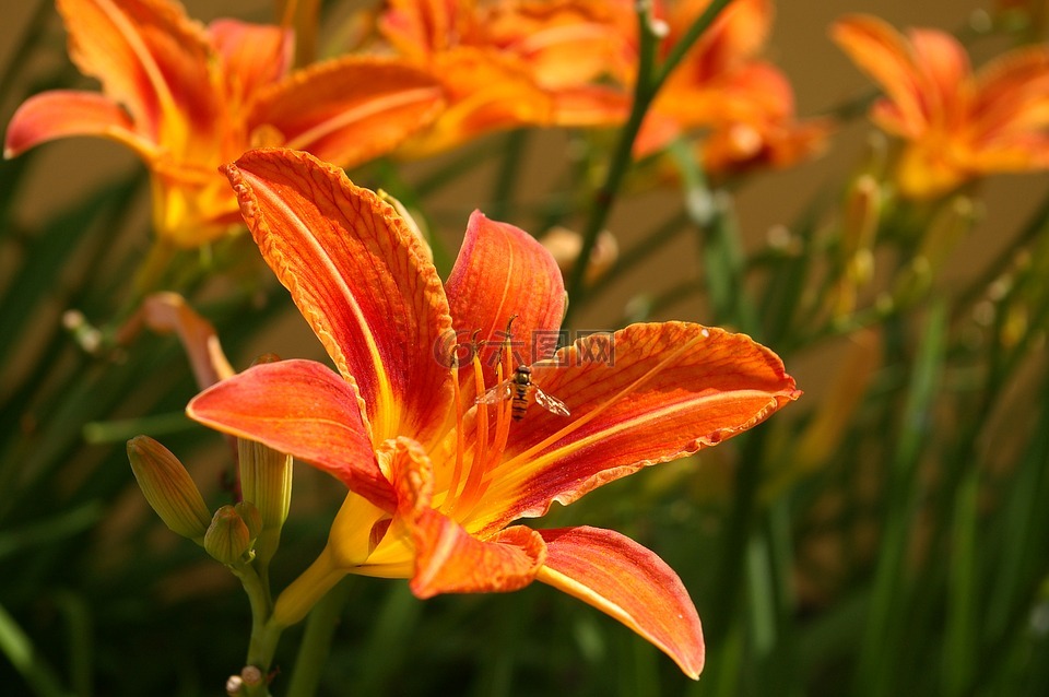 黄花菜,开花,花