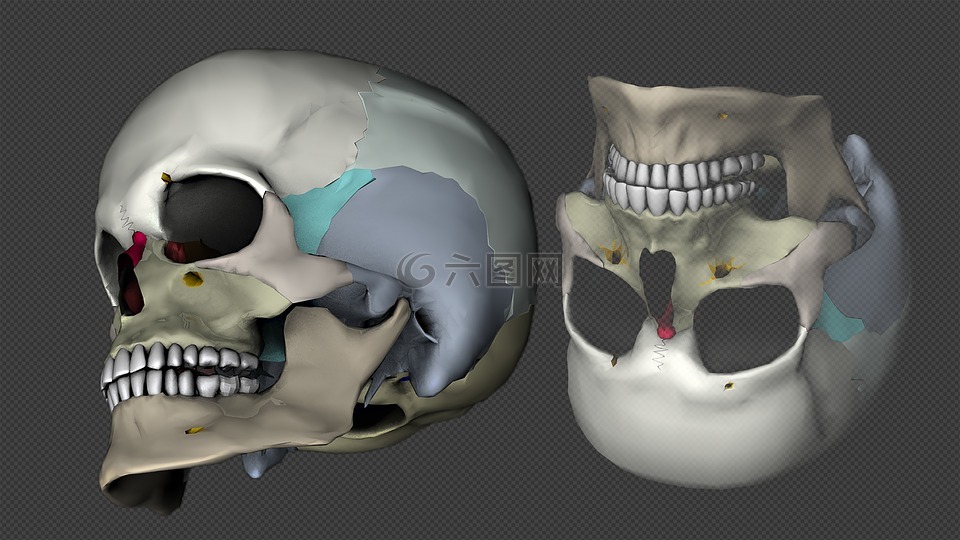 头骨,头,3d 模型