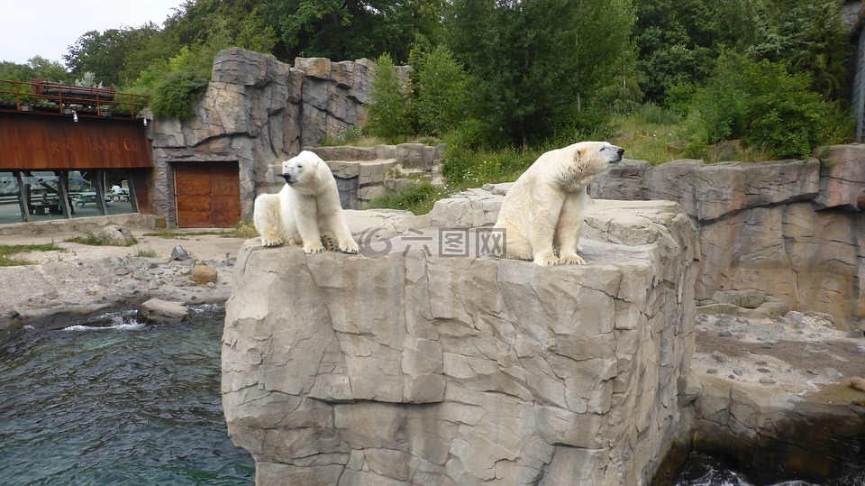 动物园汉诺威,北极熊,育空地区湾