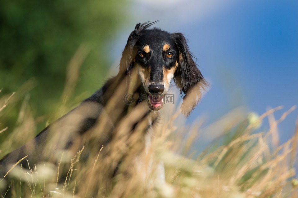 狗,宠物,波斯猎犬