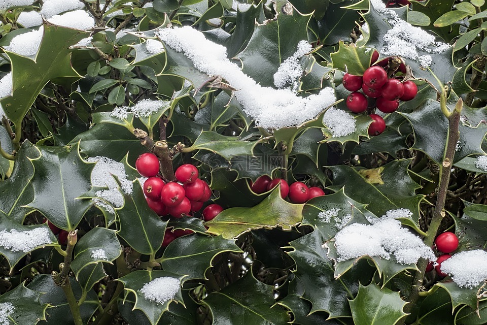 冬青树,冬青 aquifolium,雪