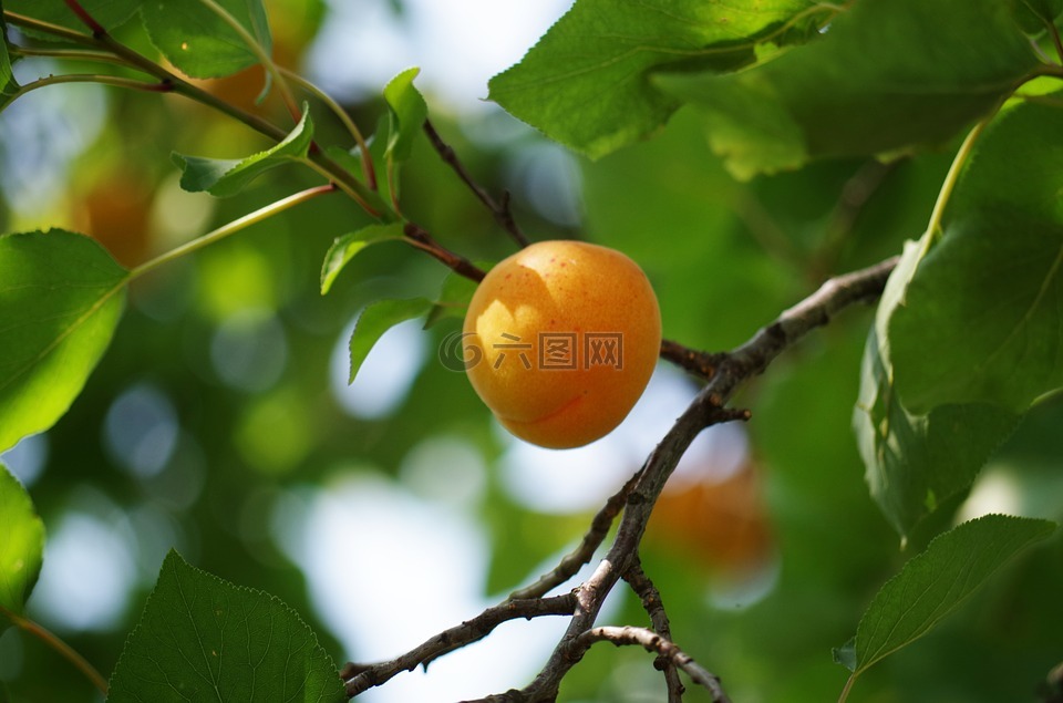 杏,一棵树,水果