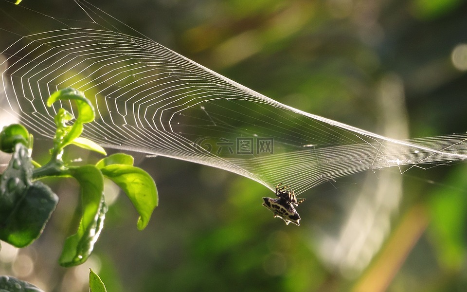 宏,蜘蛛织,web