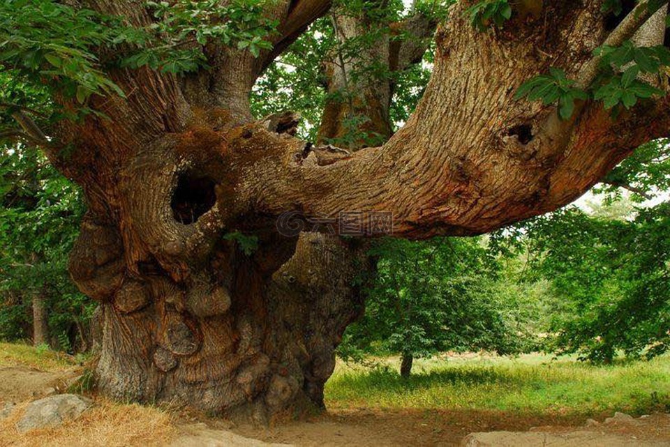 性质,树,千年