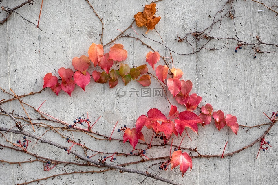 秋季,叶子,混凝土墙
