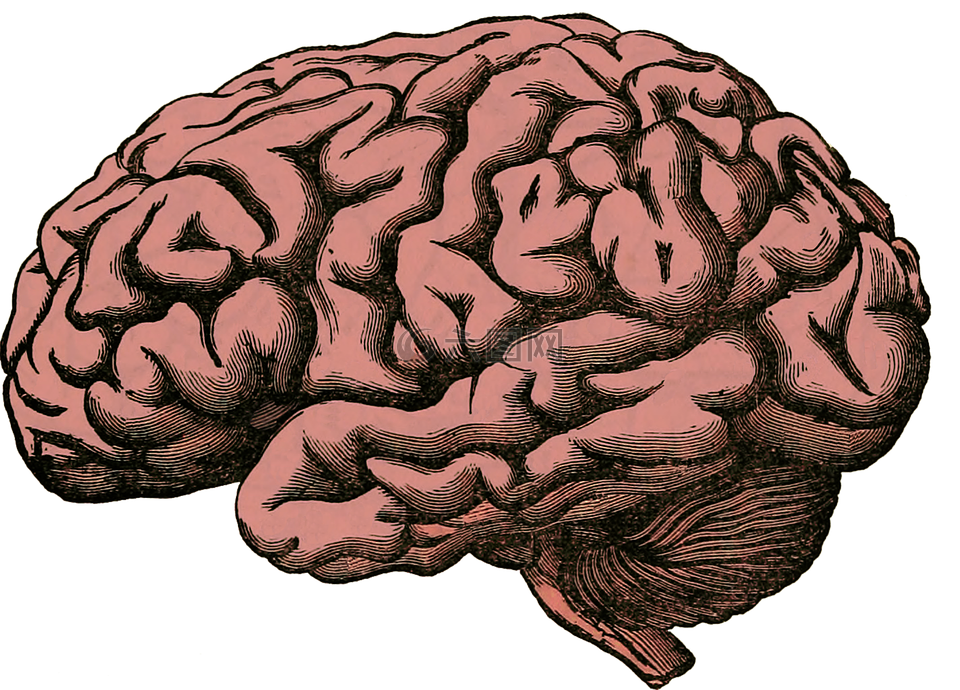 脑,解剖,人类