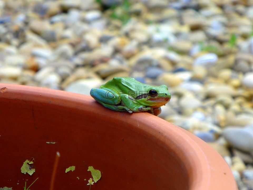 青蛙,绿色的青蛙,两栖类