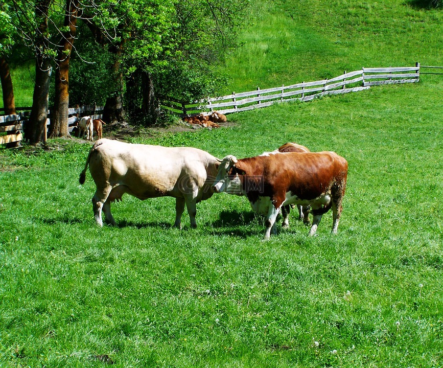 母牛,黄牛,草甸