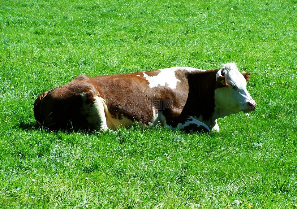 棕色和白色的牛,宠物坐,草甸