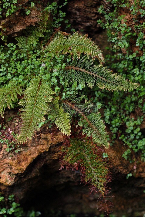 蕨类植物,植物,叶子