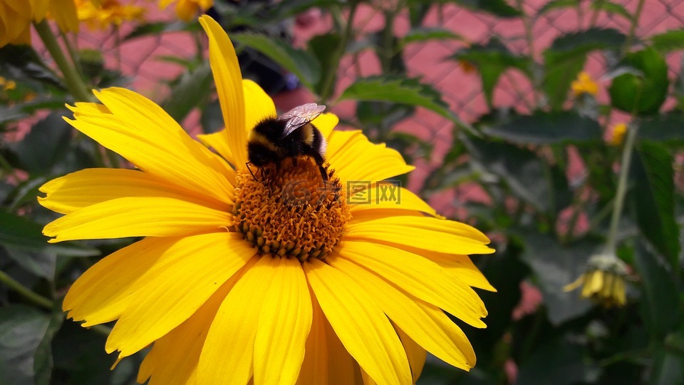 蜜蜂,花卉,一朵黄色的花