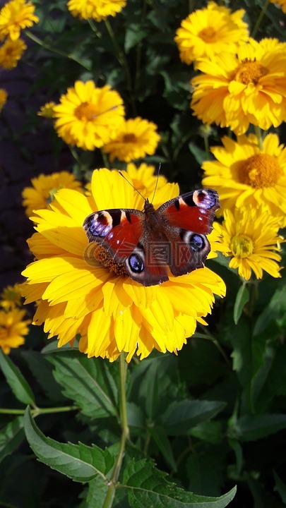 蝴蝶,蜜蜂,花卉