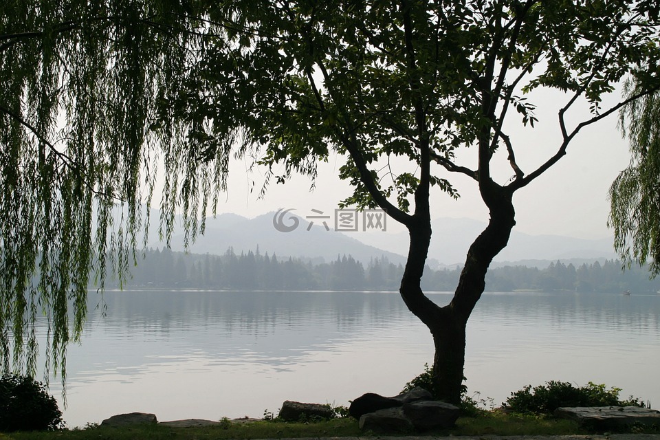 中国,树,垂柳