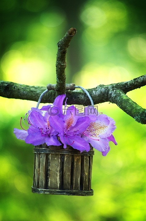杜鹃,紫,开花