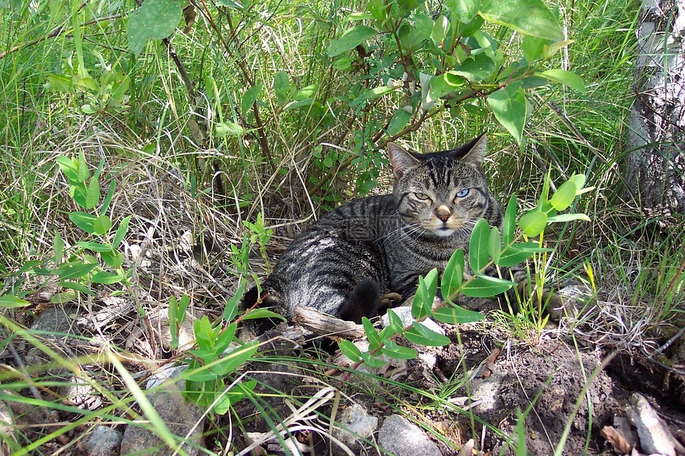 猫,猫的,虎斑猫