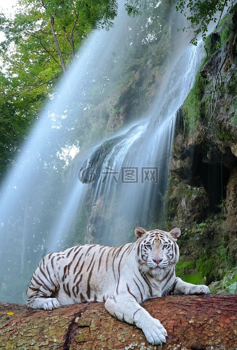 瀑布,白老虎,捕食