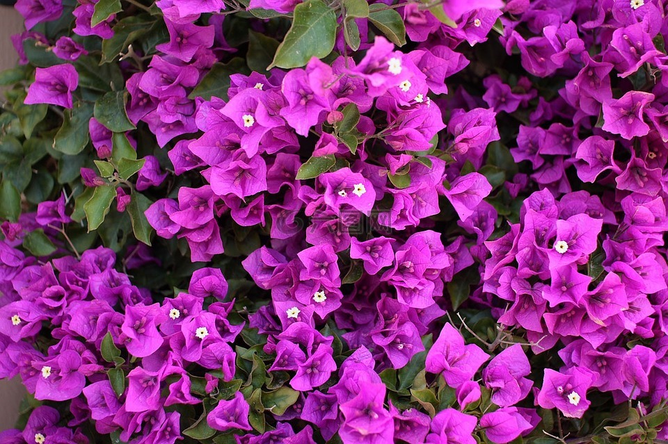 九重葛,鲜花,紫色
