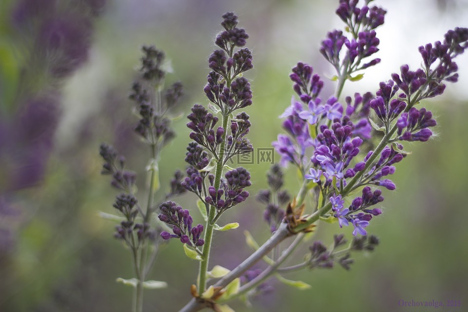丁香,布什,淡紫色的花