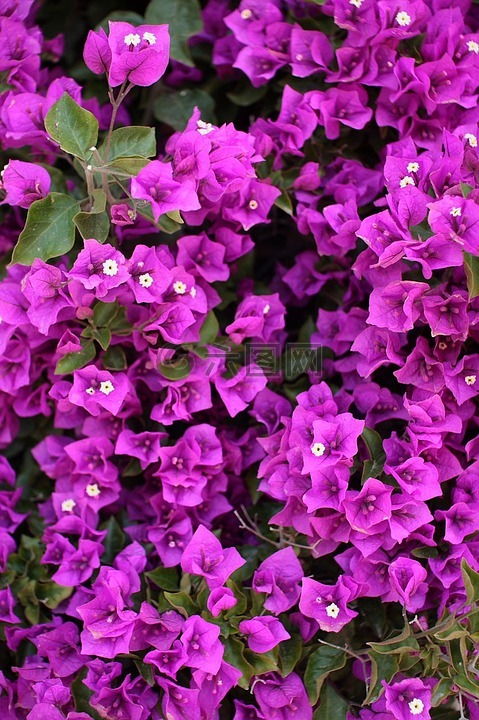 九重葛,紫色,花