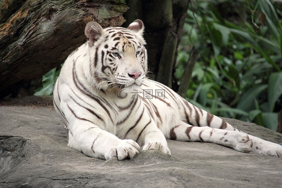 孟加拉虎,白虎,动物