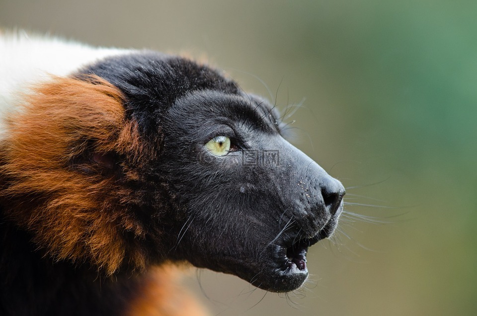 红颈狐猴,野生动物,马达加斯加