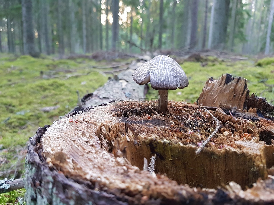 蘑菇,森林,残端