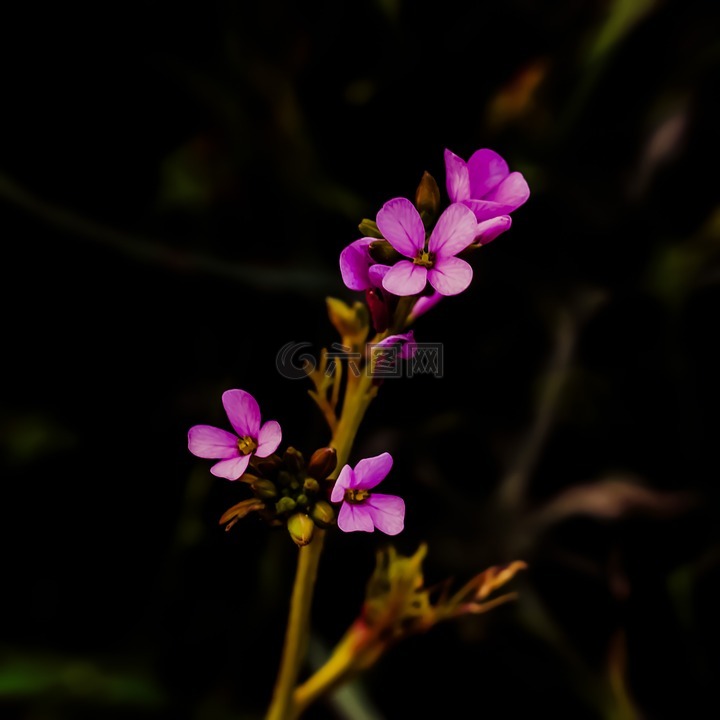 野花,紫色,开花