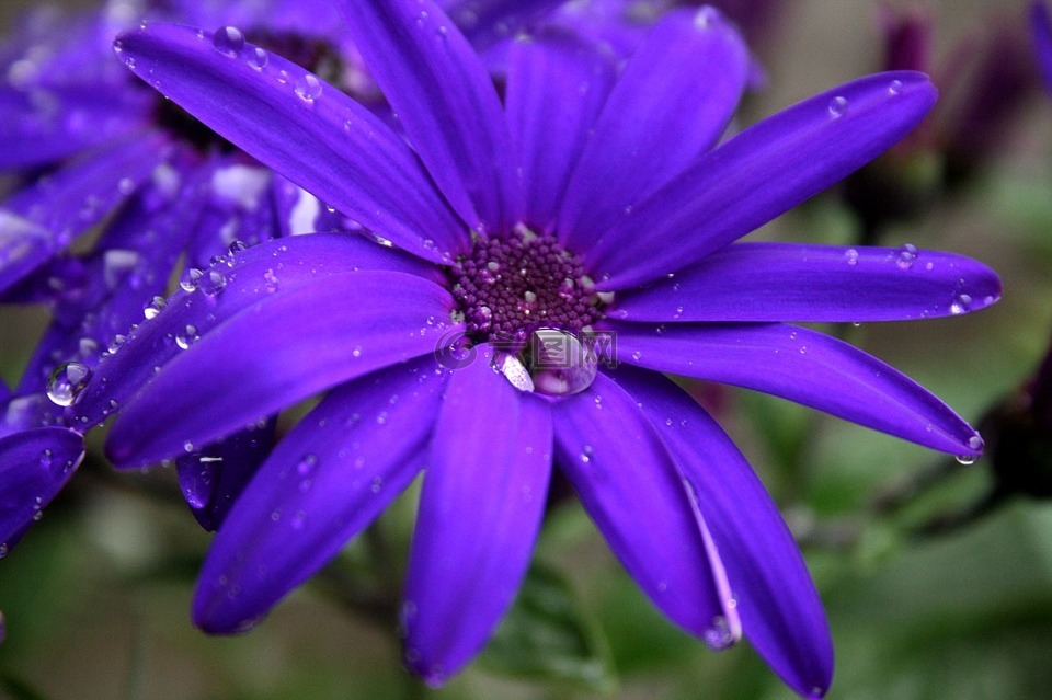 花,紫色,开花
